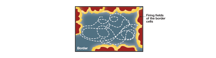 Border cells of the entorhinal cortex