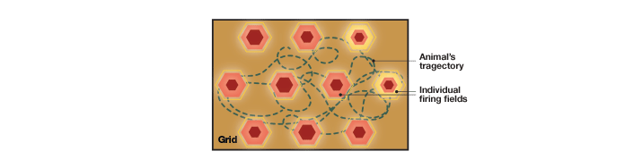 Grid cells of the entorhinal cortex