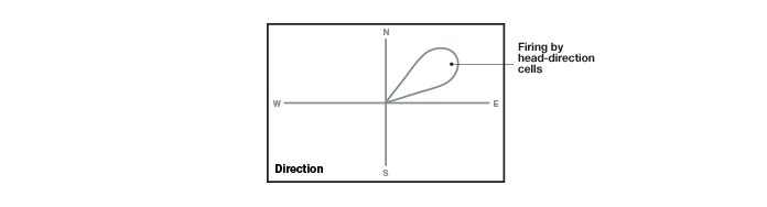Head direction cells of the hippocampus