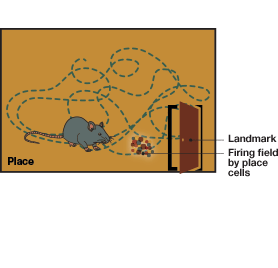 Place cells in the hippocampal area