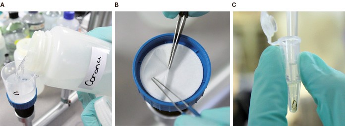 Sample preparation steps for water quality assessment using ddPCR