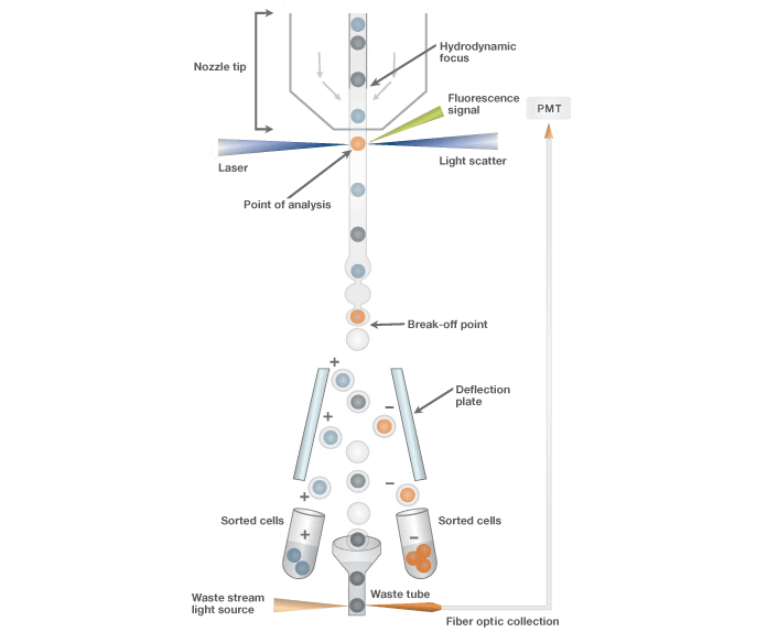 Schematic of S3 cell sorter sort stream