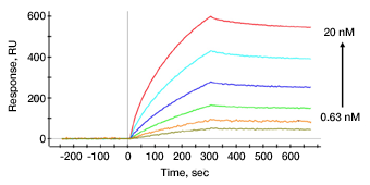 Senorgram showing kinetic analysis of novel glycopolymers with the DC-SIGN protein.