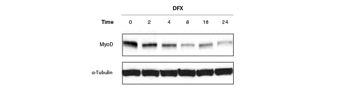 Western blot data showing saturated tubulin bands.