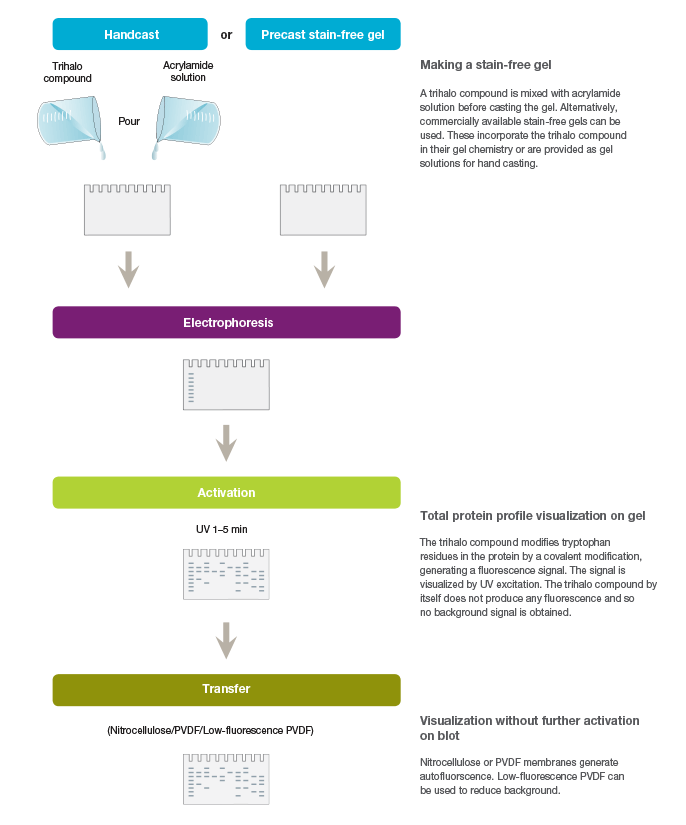 Infographic showing stain-free workflow.