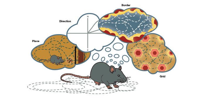 The brain's GPS model