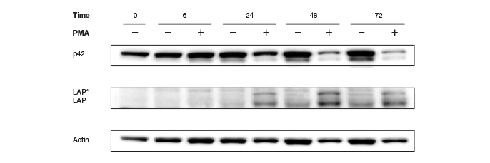 Western blot data showing changes in actin levels due to PMA treatment.