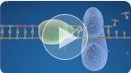 Understanding Real-Time PCR Supermixes interactive video