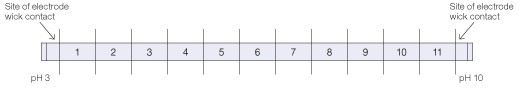 Template for cutting IPG strips to generate IEF fractions