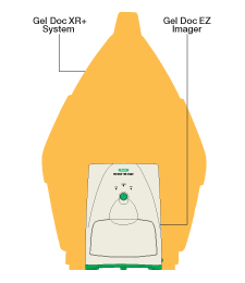 The Gel Doc EZ imager