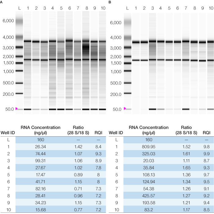 Quality of RNA samples as measured by the Experion automated electrophoresis station