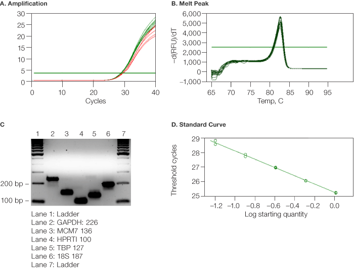 Validation of MCM7 primers and samples using CFX96™ real-time PCR system (Bio-Rad)