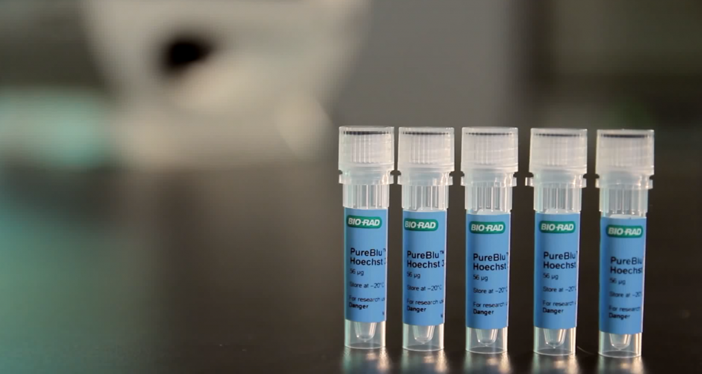 purebluhoechst33342nuclearstainingdyeforlivecellsafast