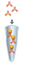 immunoprecipitation-workflow-02