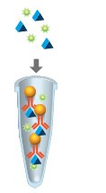 immunoprecipitation-workflow-03