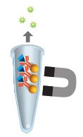 immunoprecipitation-workflow-04