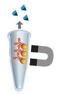 immunoprecipitation-workflow-05