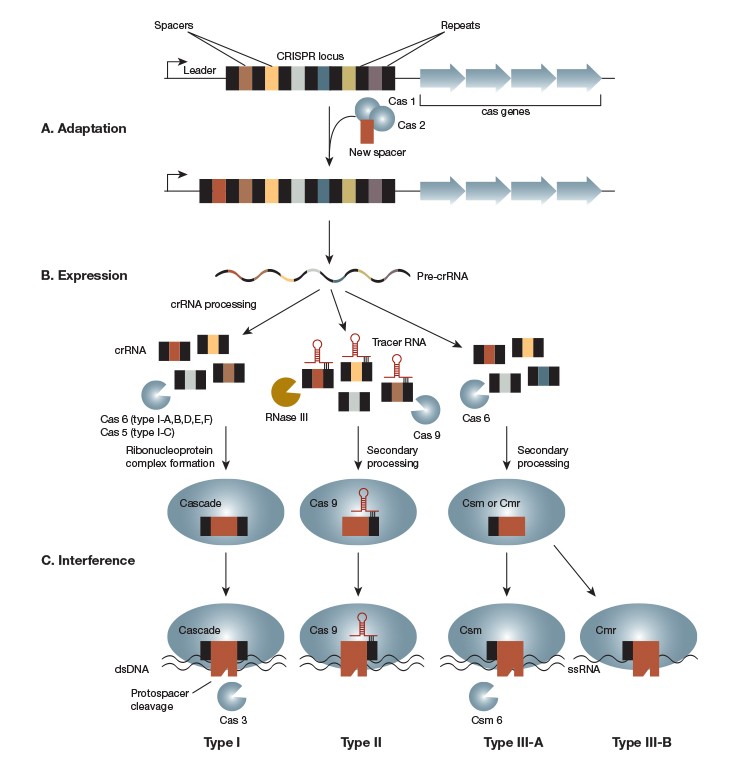 CRISPR-img-01