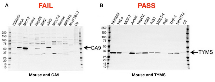 the-antibody-challenge-bio-rads-precise-solution-fig-01