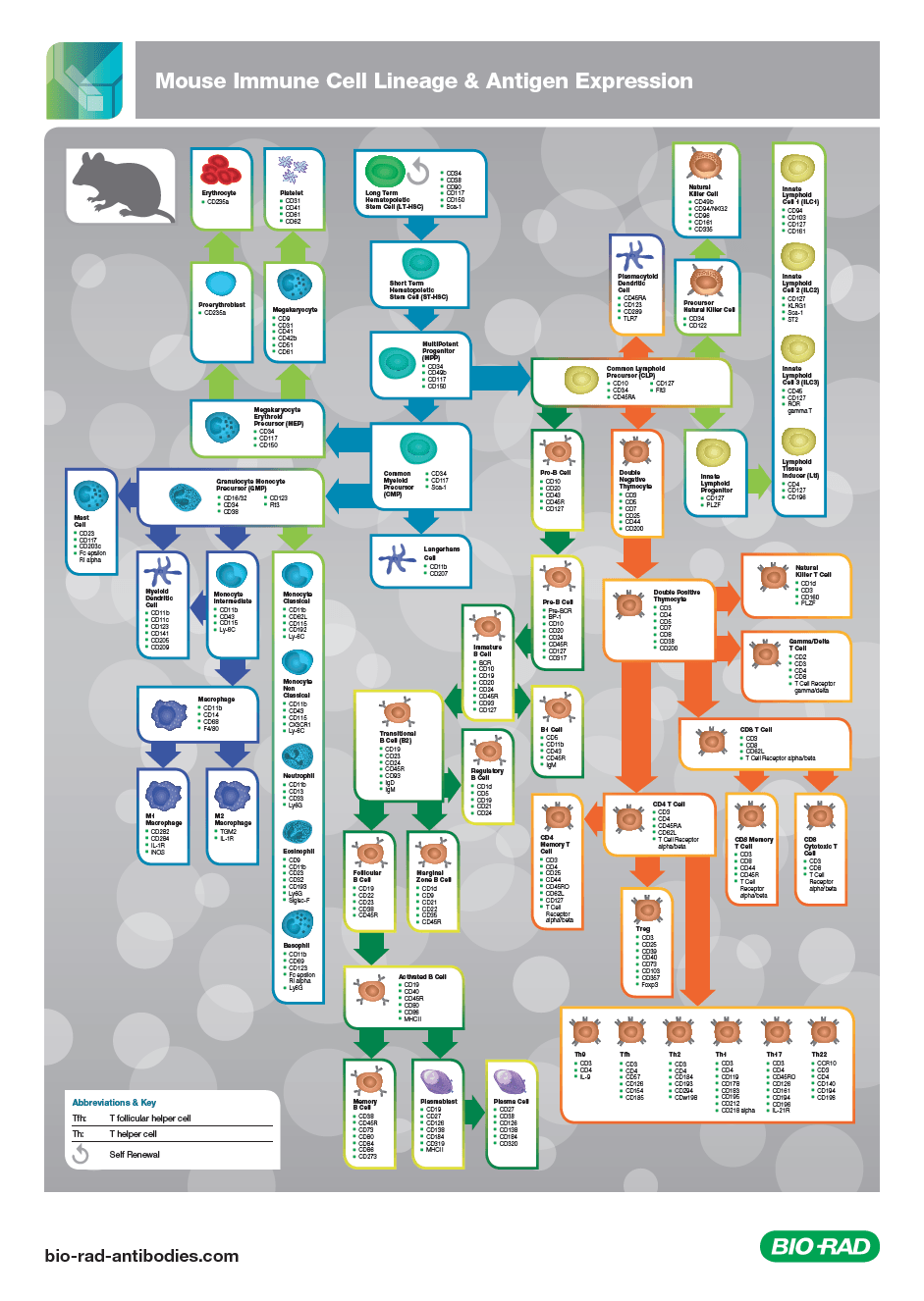 mouse-immune-cell-lineage-and-antigen-expression-poster-screenshot