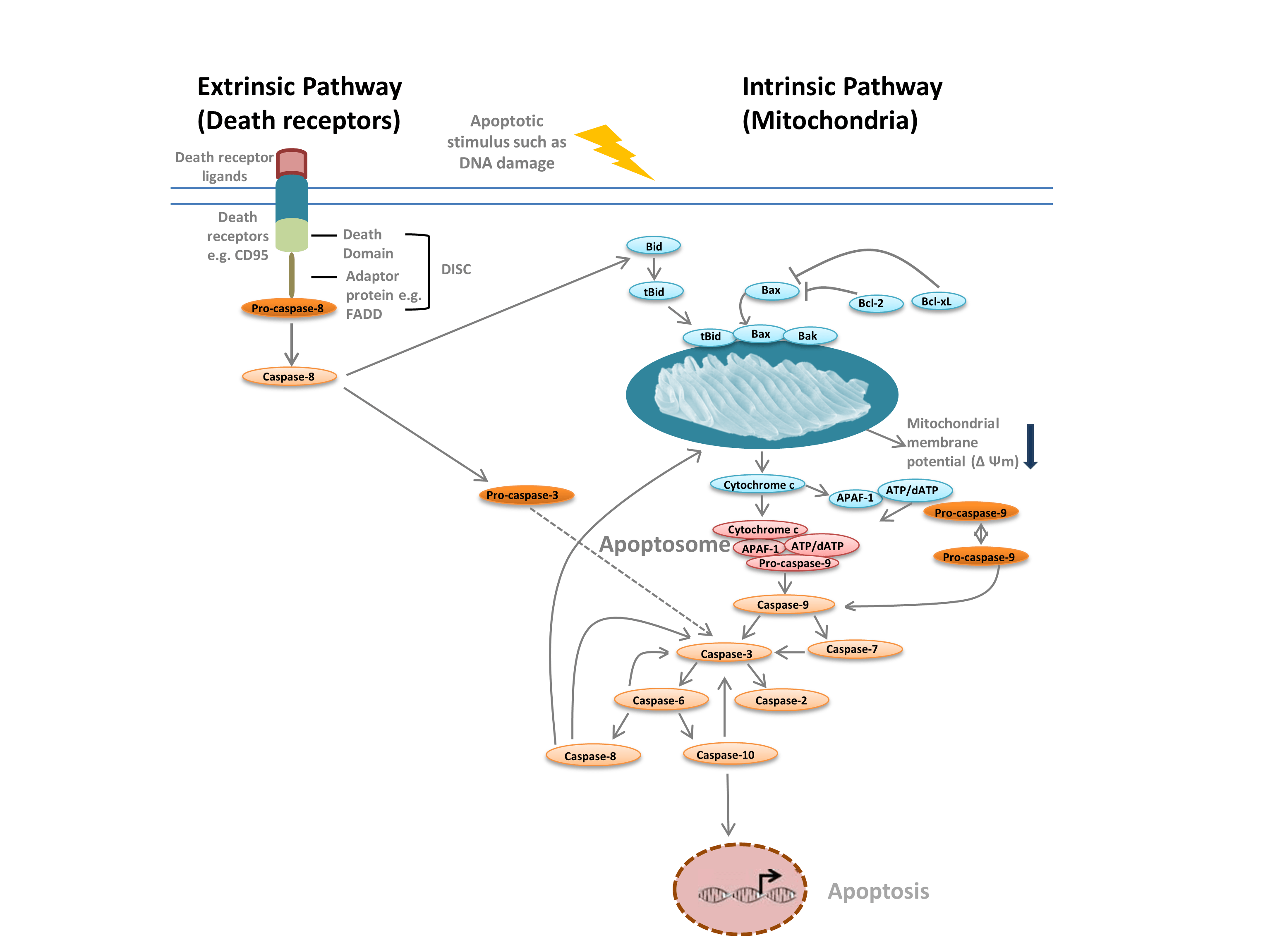 Apoptosis pathway diagram