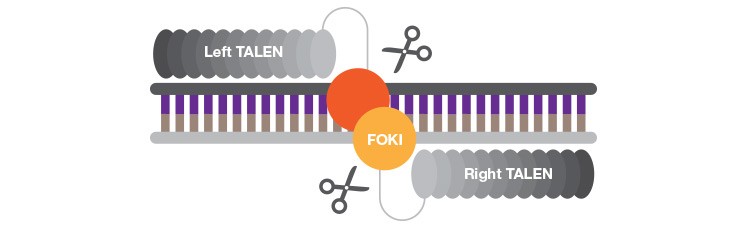 fig-03-talens