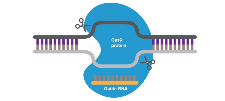 fig-04-crispr-cas-system