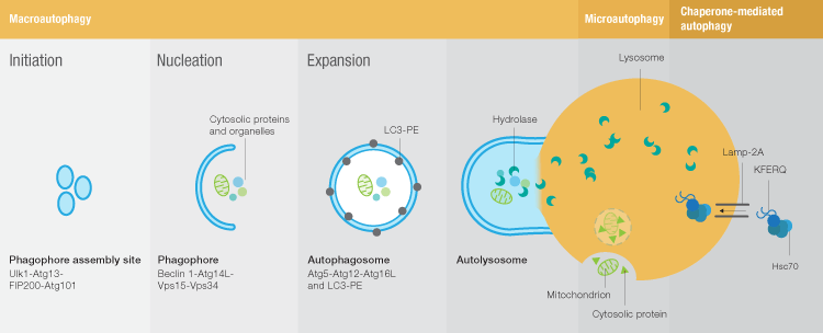 Autophagy markers