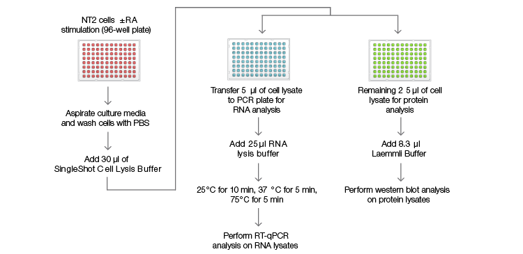 fig-01-singleshot-workflow-for-rna-and-protein-detection