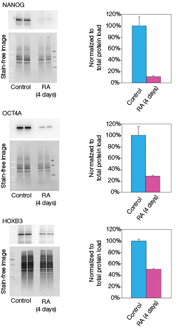 fig-02a-effect-on-the-mrna-and-protein-levels-03