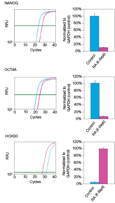 fig-02b-effect-on-the-mrna-and-protein-levels-03-04