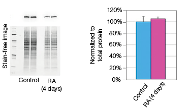 fig-03a-constant-expression-of-gapdh-rna-and-protein-levels-05