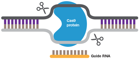 01-gene-editing