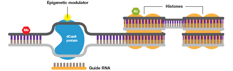 crispr-epigenetics