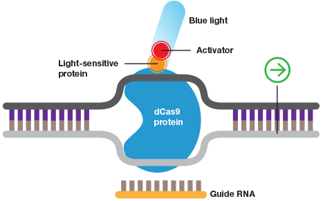 inducible-crispr