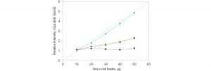 Fig. 1. Comparison of the relative intensities in protein bands between stain-free and housekeeping protein normalization methods.