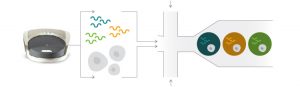 Step 1. Isolate and barcode single cells using the Bio-Rad