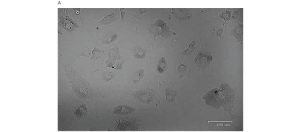 Fig. 2. Single-cell sequencing of large cells.