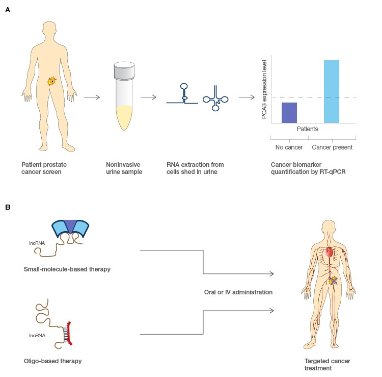 Figure 2. Potential applications for lncRNA in molecular diagnostics and pharmacological treatments of cancers.