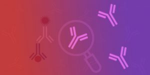 Antibody Validation for Your Application