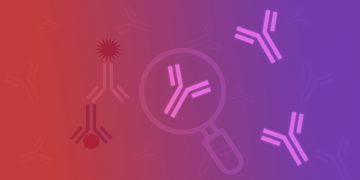 Antibody Validation for Your Application