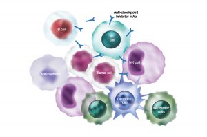 immuno-oncology-multiple-immune-cell-types