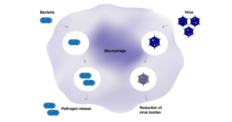 Macrophage