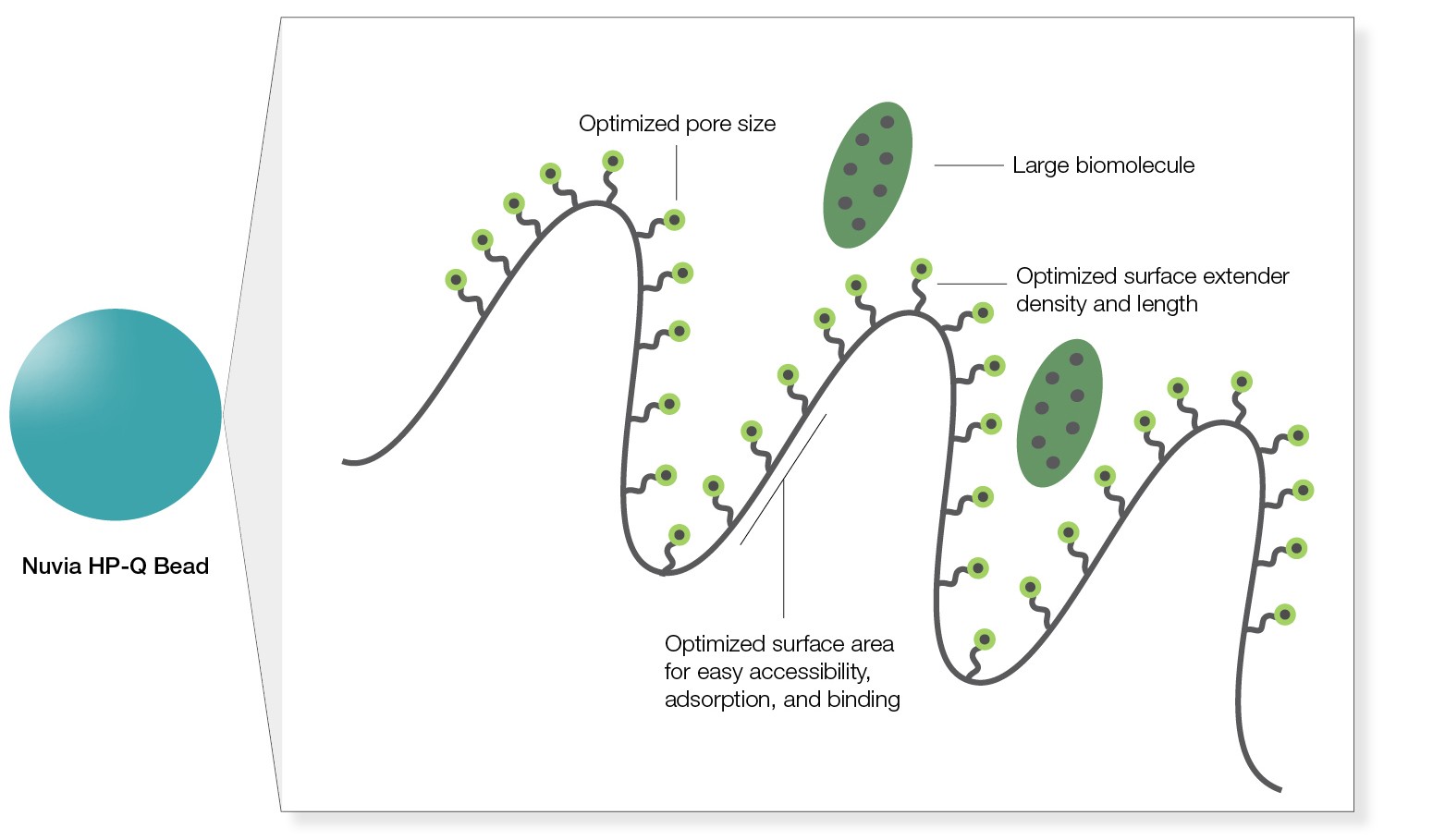 Fig. 1. Easy accessibility of large molecules for binding.