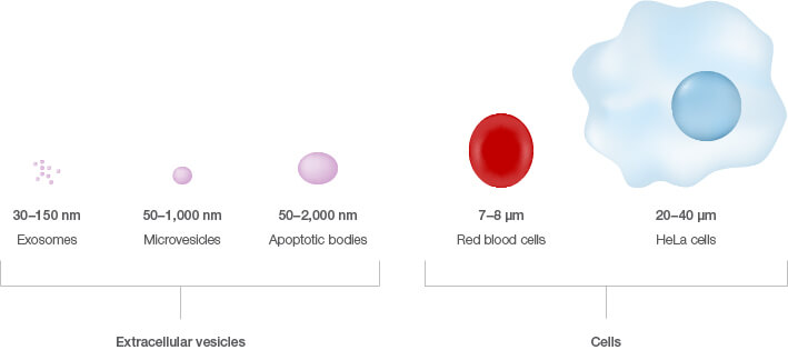 Size comparison of extracellular vesicles versus cells.