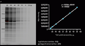 Fig. 1. Linear dynamic range provided by stain-free technology for total protein measurements