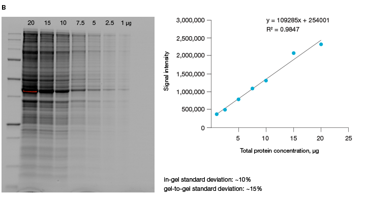 Fig. 1. Linear dynamic range provided by stain-free technology for total protein measurements.