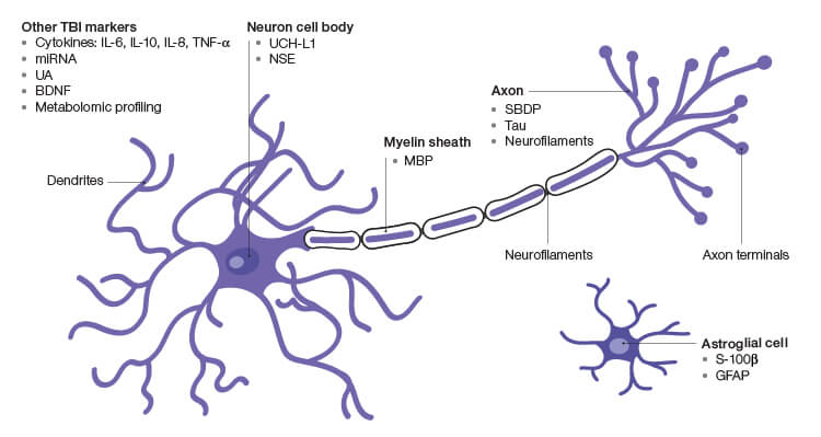 Fig. 1. Prospective TBI Biomarkers.