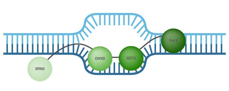 Fig. 1. R-loops