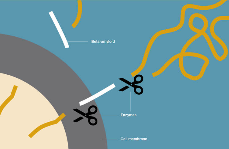 beta-amyloid was considered a diagnostic marker and target for Alzheimer’s disease treatment.